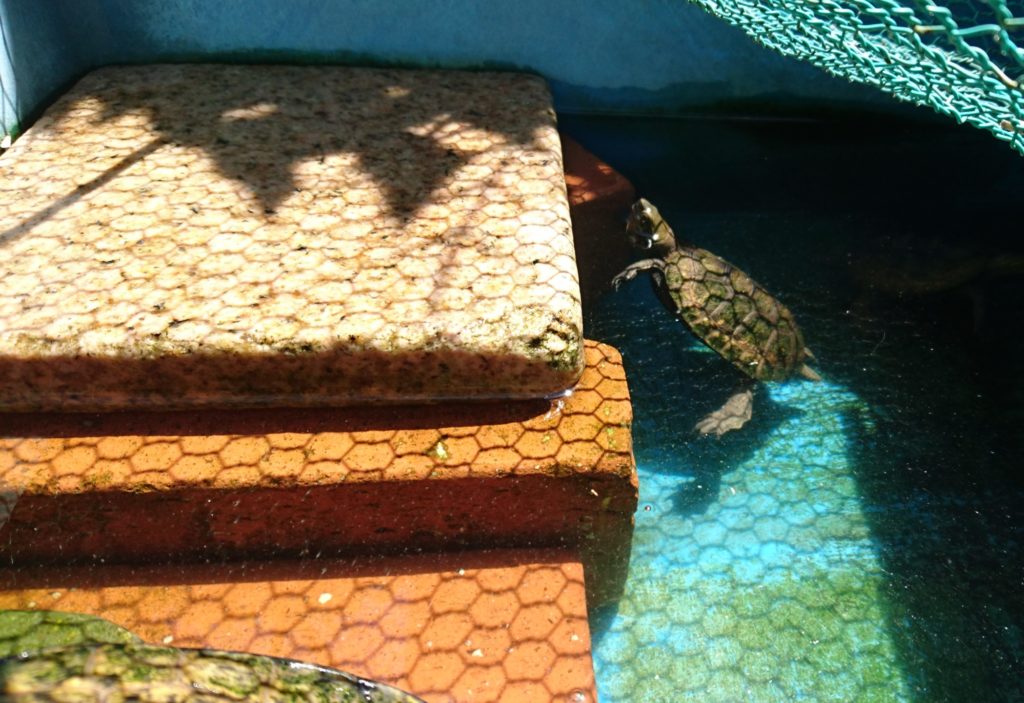 水 陸 カメはいつどこで寝る 気をつけることは ジャンクブログ